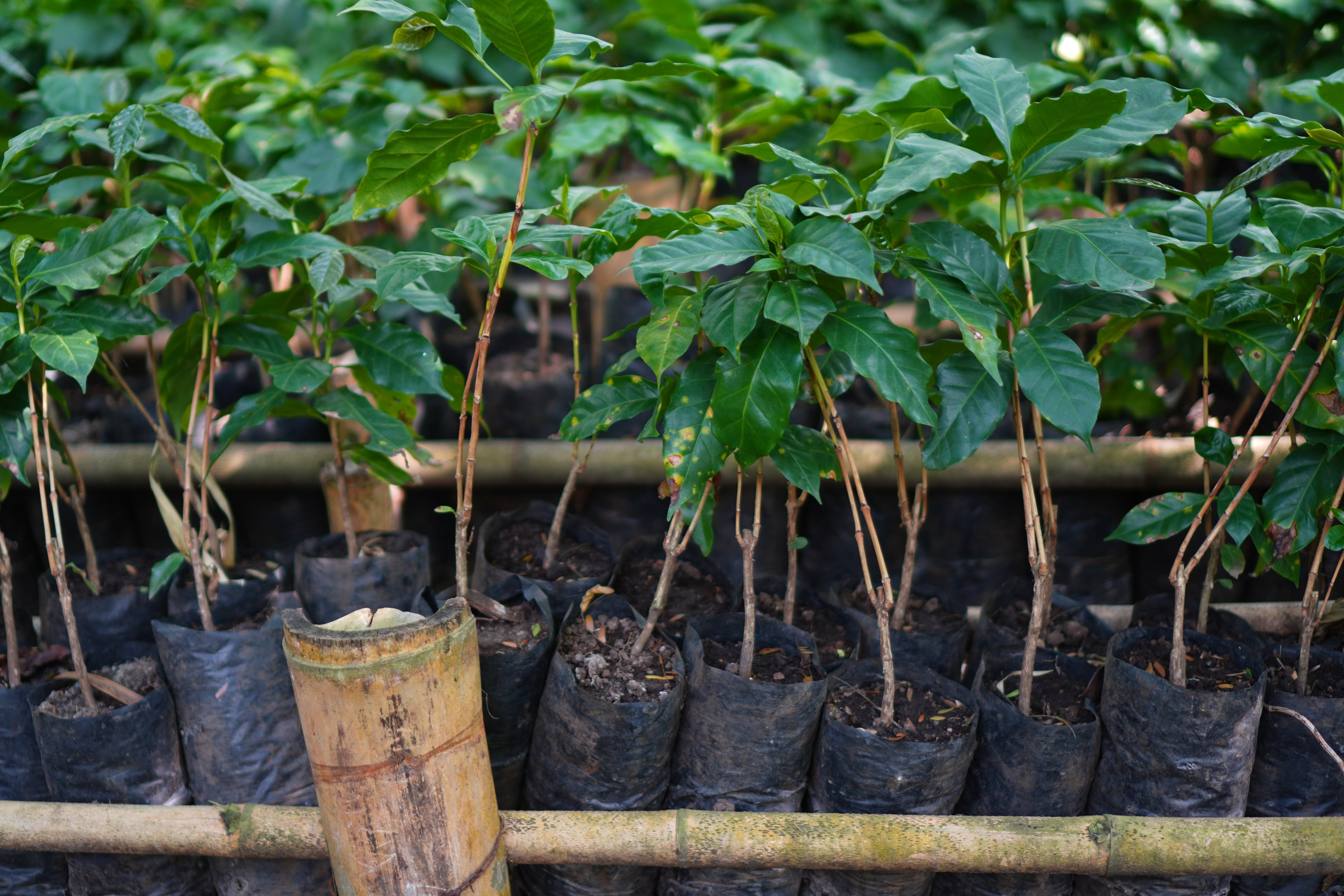 Coffee Plants- Farm Direct