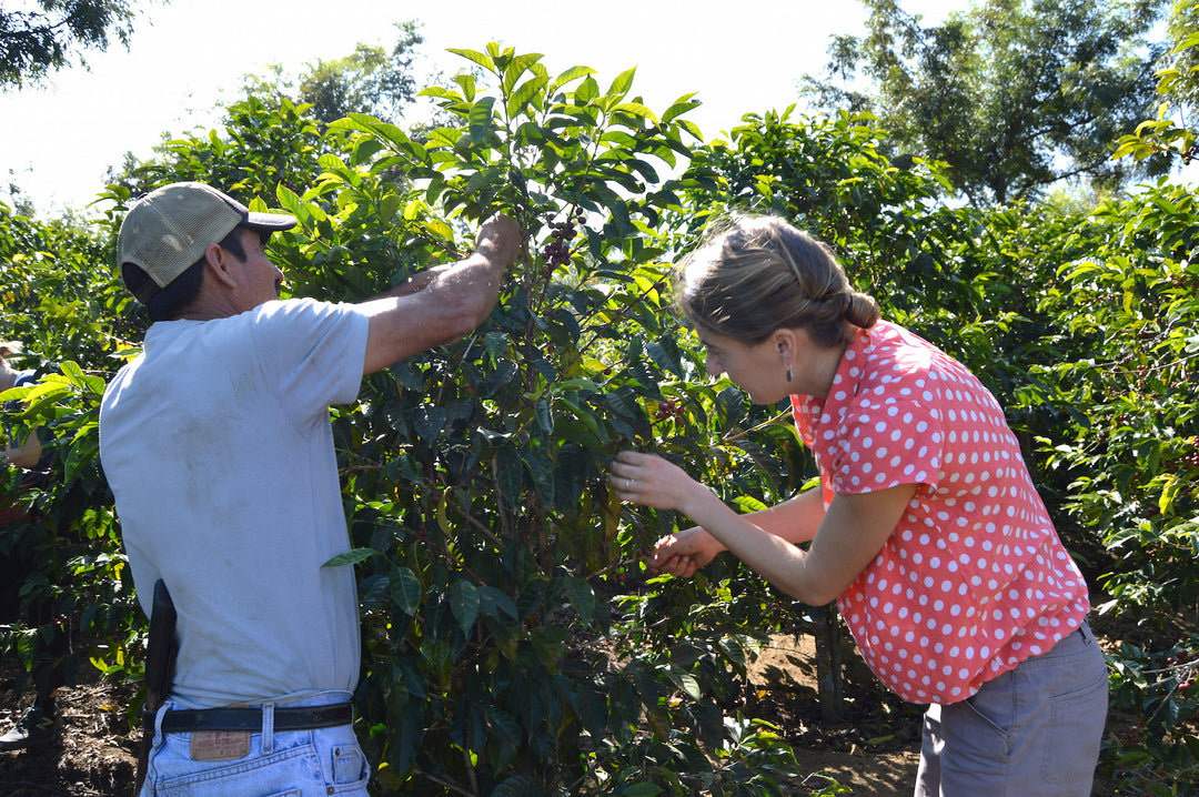Guatemala Coffee Tour 2026